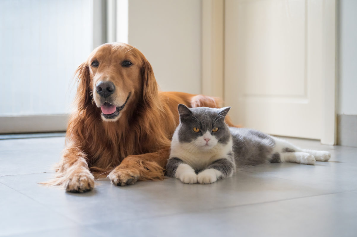 Pet-Friendly Senior Apartments In Trinity, FL